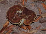 phaeolus schweinitzii